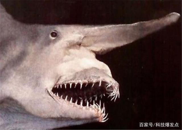 鯊魚的嘴里長出“齒輪”，逮捕獵物極為鋒利，科學家研究上百年！